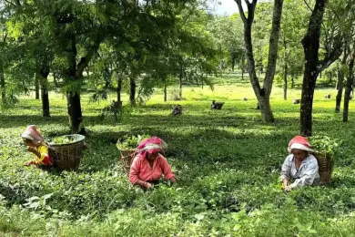 चिया बगानका श्रमिकको न्यूनतम पारिश्रमिक मासिक १५ हजार ६९९ रूपैयाँ